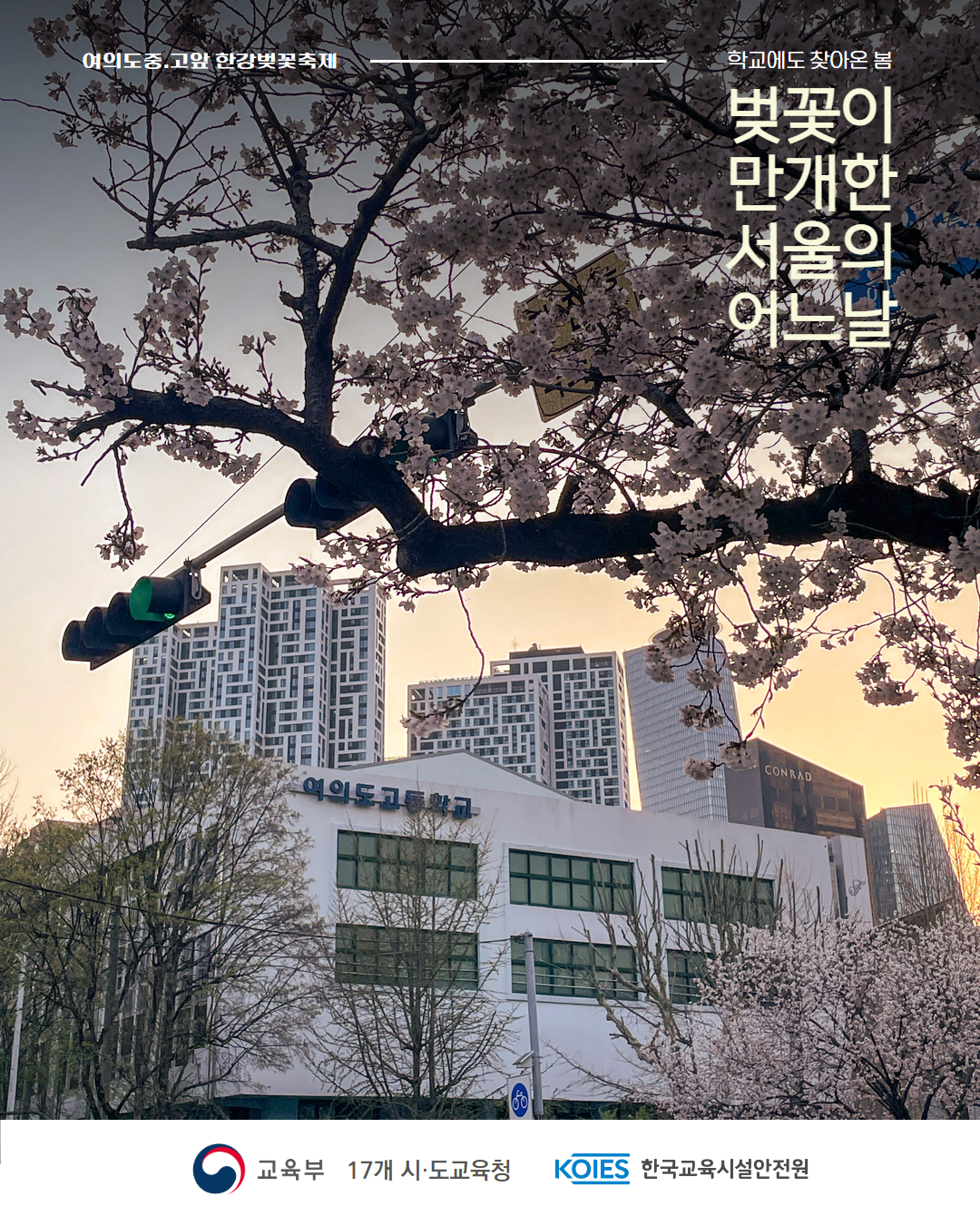학교에도 찾아온 봄, 여의도중.고앞 벚꽃축제